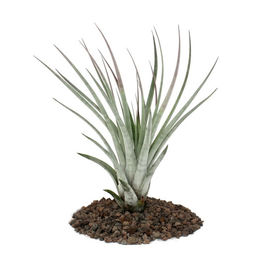 Tillandsia fasciculata - plante en vrac - grande