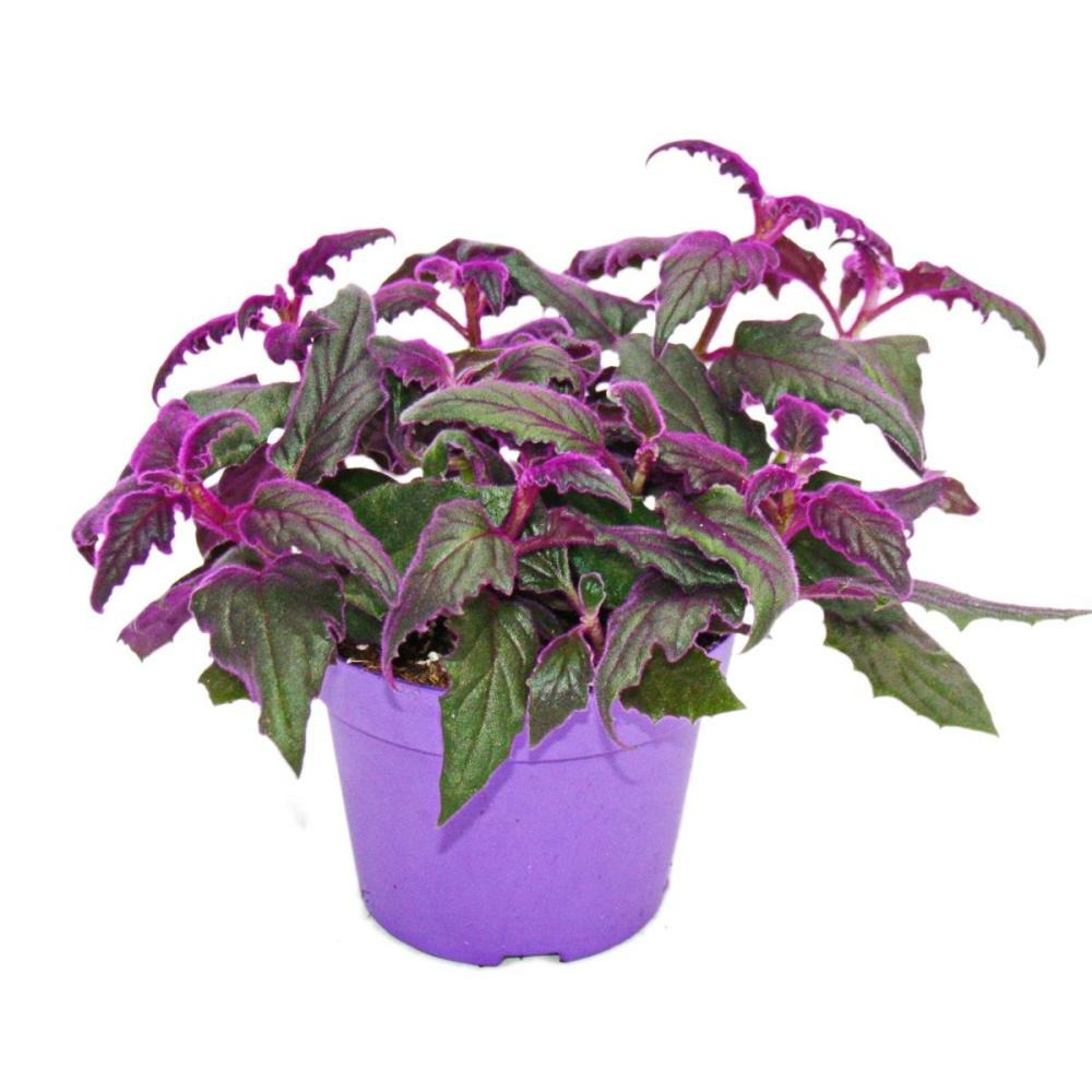 Gynura purple passion - feuille de velours - ortie velours - plante violette 12cm