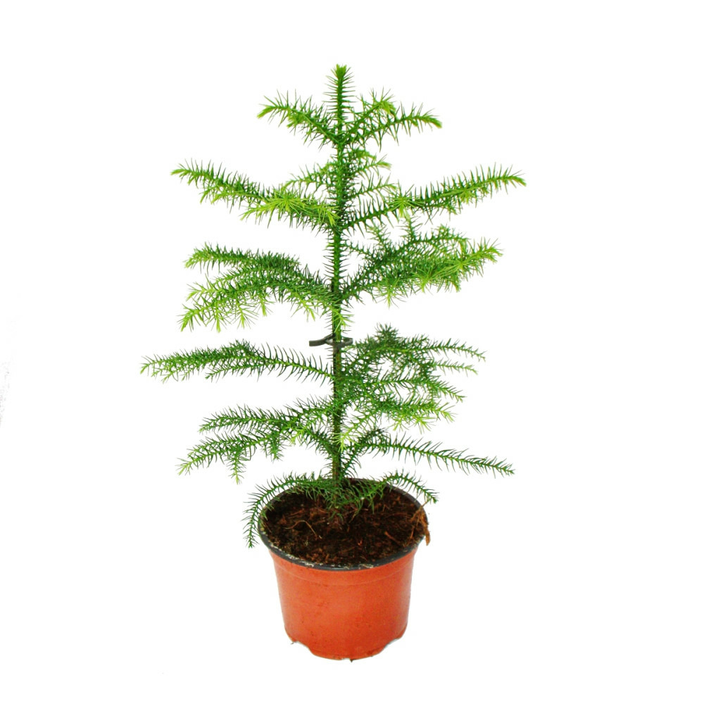 Araucaria heterophylla 12cm, sapin argenté