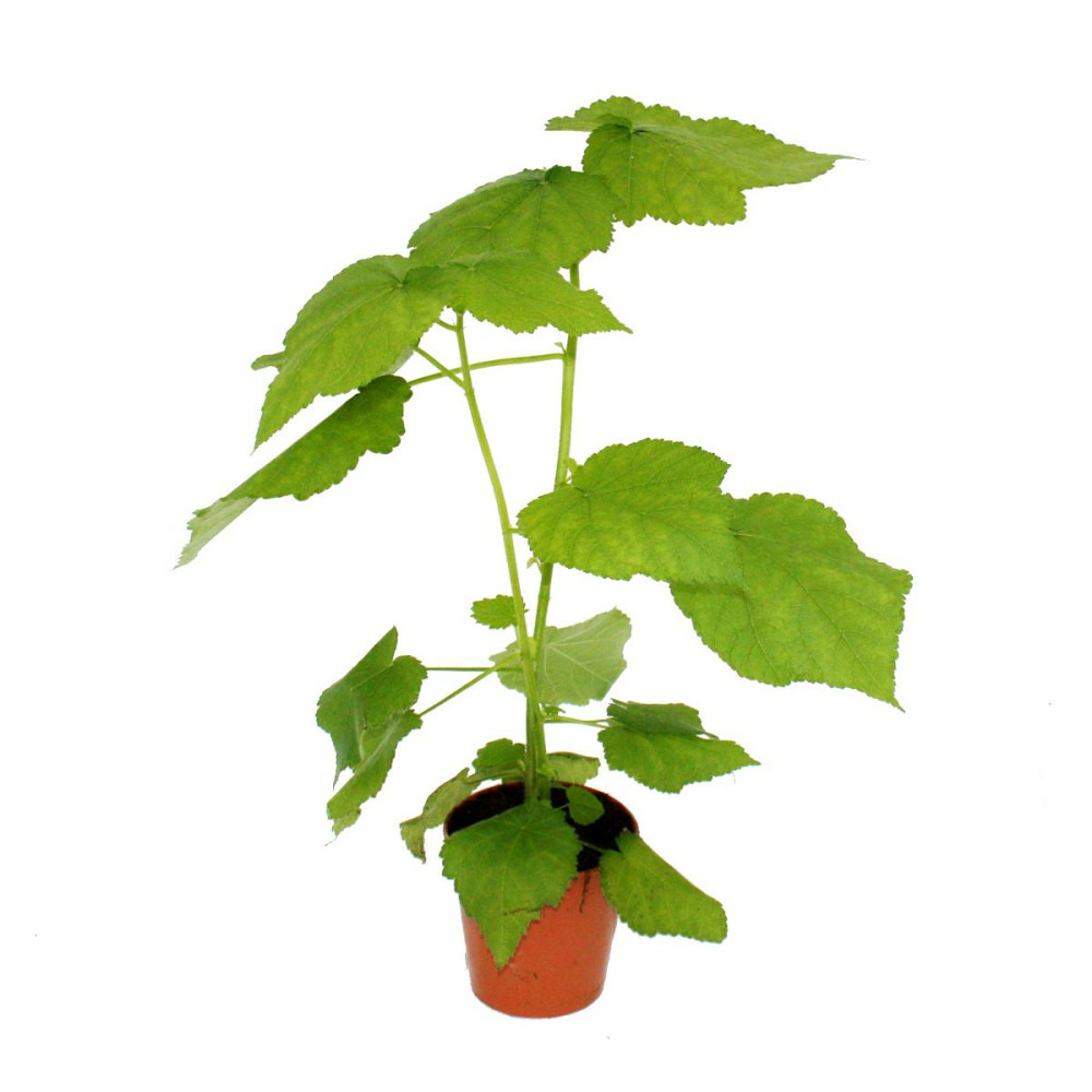 Tilleul - sparmannia africana - pot 17cm