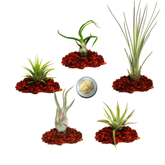5 mini-tillandsias différentes - extra petites