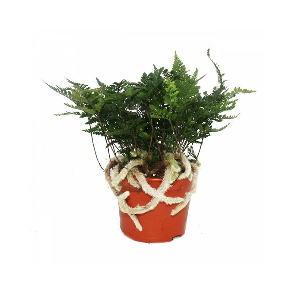 Fougère tarentula, fougère oiseau, fougère araignée, fougère araignée, humata tyermannii, davallia, pot de 17cm