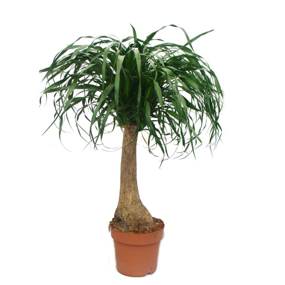 Pied d'éléphant - non ramifié - plante d'intérieur - ca. 80cm