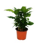 Exotenherz - caféier - coffea arabica - 1 plante - facile d'entretien - purificateur d'air - pot 12cm