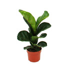 Exotenherz - figue violon - ficus lyrata - 1 plante - facile d'entretien - purifiant l'air - pot 12cm