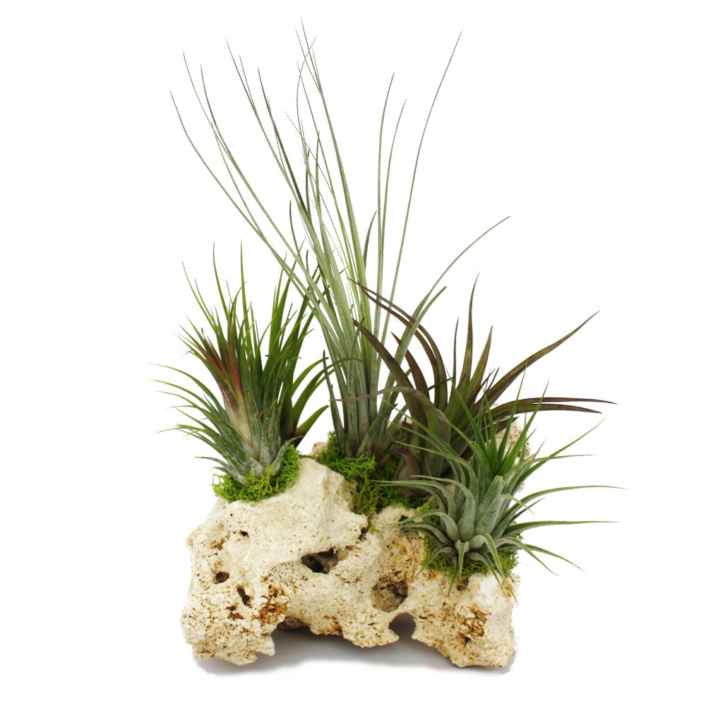 Tillandsias sur le rocher de zanzibar - xxl - 5 plantes
