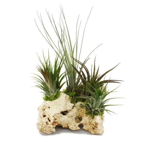 Tillandsias sur le rocher de zanzibar - xxl - 5 plantes