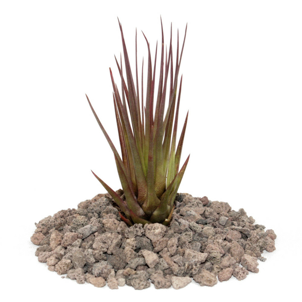 Tillandsia melanocrater tricolore - rouge - plante lâche - petite