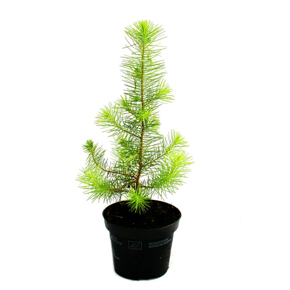 Exotenherz - le plus petit sapin de noël du monde - pin méditerranéen - pinus pinea - pin d'intérieur - pot 12cm