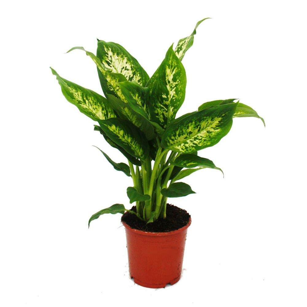 Exotenherz - dieffenbachia compacta - 1 plante - plante d