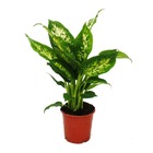 Exotenherz - dieffenbachia "compacta" - 1 plante - plante d'intérieur facile d'entretien - purifiant l'air - pot de 12cm