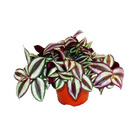 Exotenherz - fleur à trois mâts - tradescantia zebrina - plante d'intérieur à suspendre facile d'entretien - pot de 12 cm
