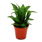 Mini-plant - dracaena compacta - dragon tree - idéal pour petits bols et bocaux - baby-plant en pot de 5,5cm