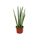 Sansevieria cylindrica - plante élégante dans un pot de 10,5cm