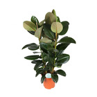 Hévéa - ficus elastica robusta" - plante solitaire - hauteur 140cm environ - pot 27cm"