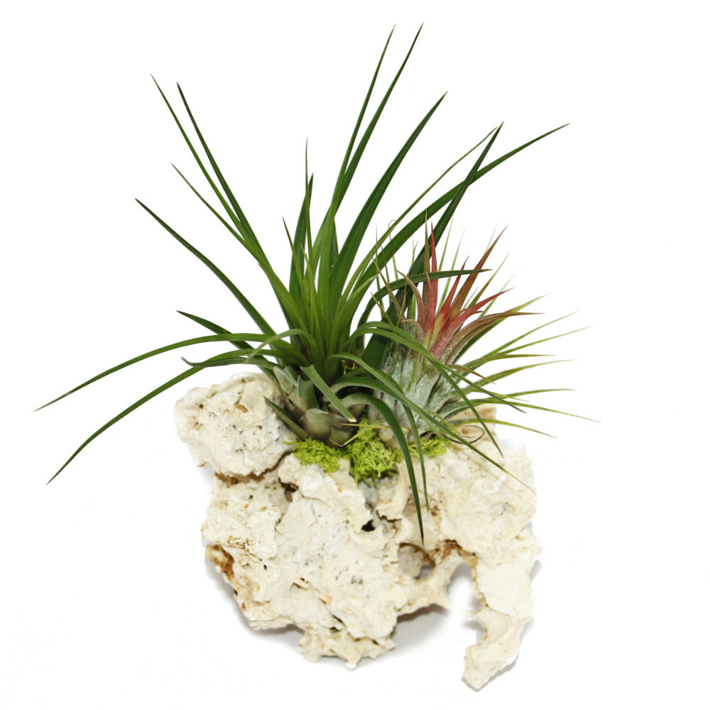 Tillandsias sur le rocher de zanzibar - l - 2 plantes