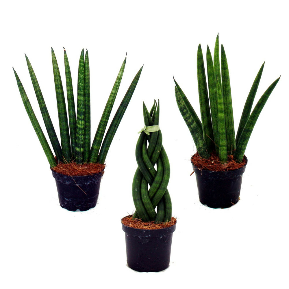 Sansevieria cylindrica - ensemble élégant de 3 dans un pot de 6,5cm - noeud en chanvre, belle langue maternelle