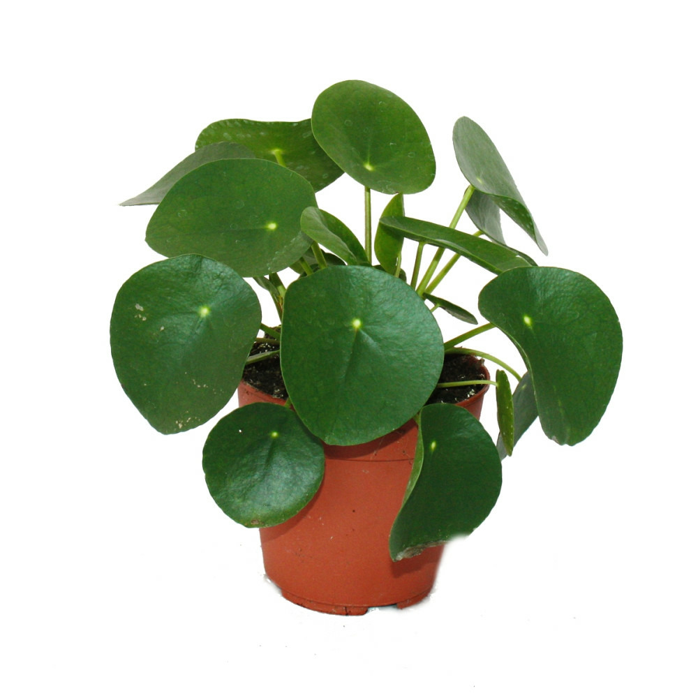 Pilea peperomioides - glückstaler - arbre à monnaie chinois - plante de nombril en pot de 11cm