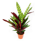 Plante d'ombrage à motif de feuilles inhabituel - calathea lancifolia - pot de 17cm - hauteur env. 60-70cm