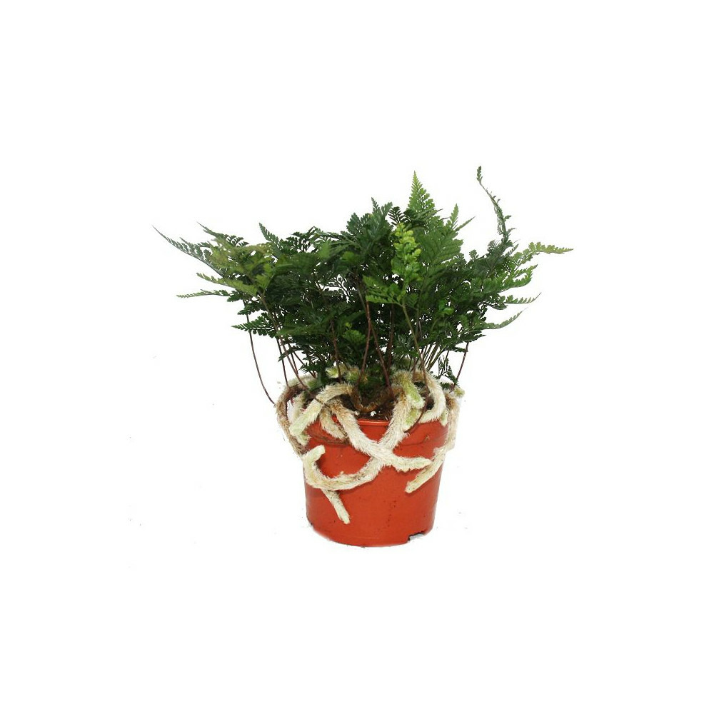 Fougère tarentula, fougère oiseau, fougère araignée, fougère araignée, humata tyermannii, davallia, plante d'intérieur, pot 12cm