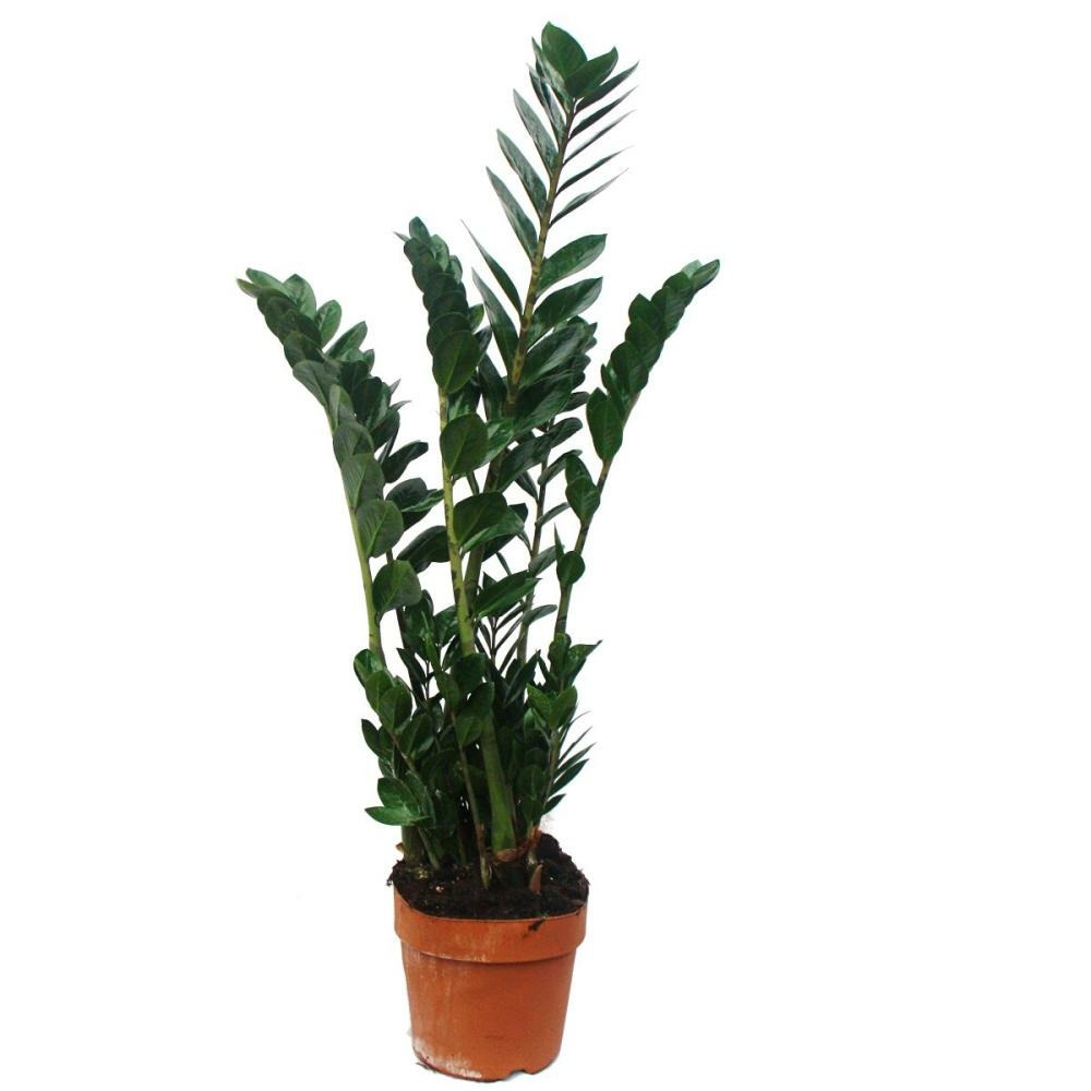 Plante d'intérieur - zamioculcas - zamio palmier - ca. 80cm haut