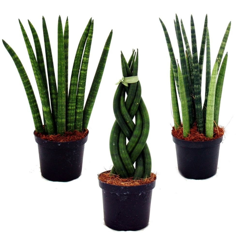 Sansevieria cylindrica - ensemble élégant de 3 dans un pot de 9cm - noeud en chanvre, belle langue maternelle