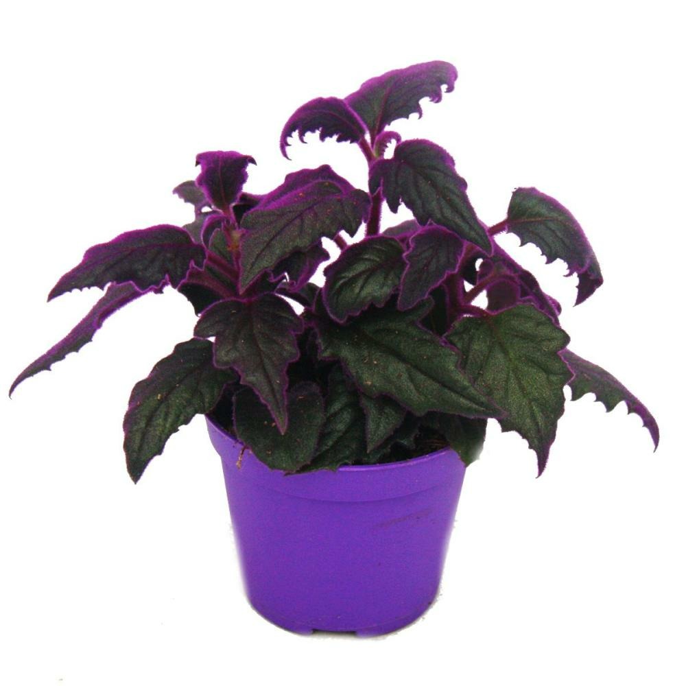 Gynura purple passion - feuille de velours - ortie velours - plante violette - 9cm