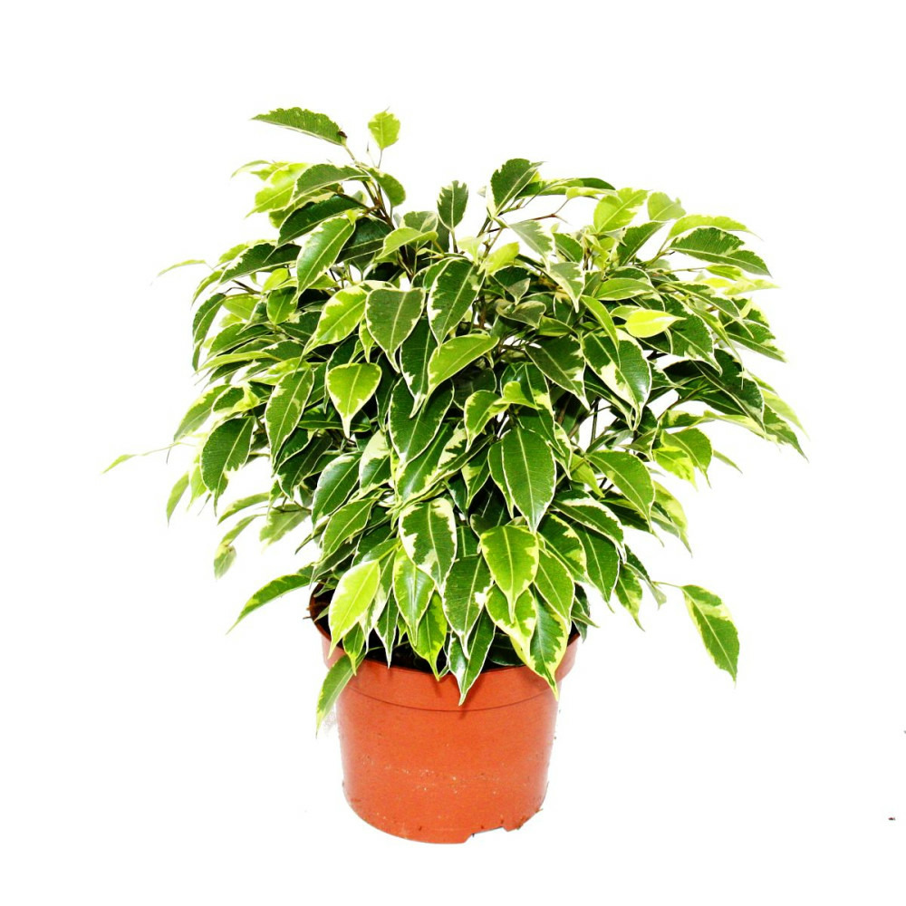 Figuier pleureur buissonnant - ficus benjamini 
