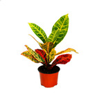 Exotenherz - arbuste merveilleux - codiaeum "petra" - 1 plante - facile d'entretien - purificateur d'air - pot de 12cm