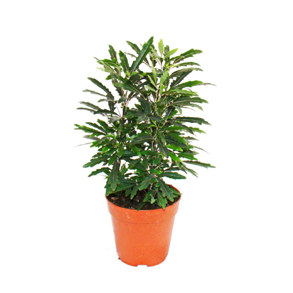 Exotenherz - doigt aralia - vert - dizygotheca elegantissima - entretien facile - pot 12cm