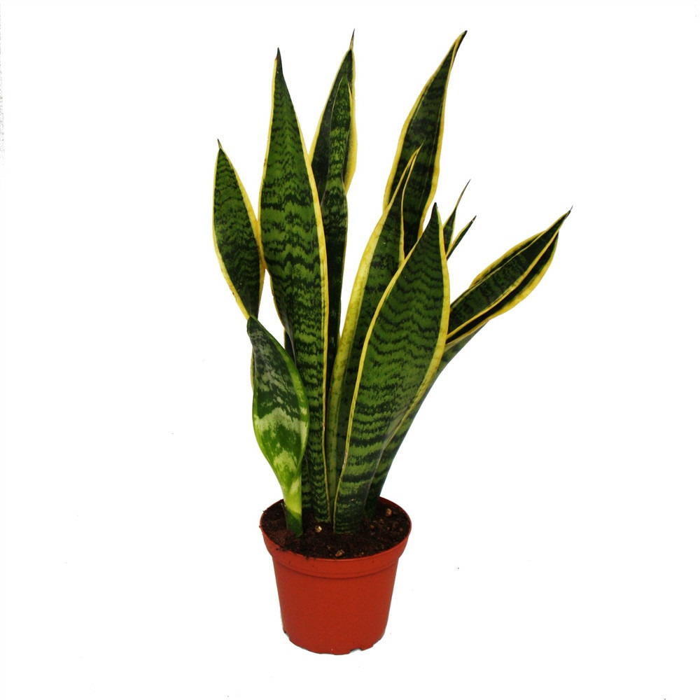 Sansevieria trifasciata - bol chanvre 12cm pot