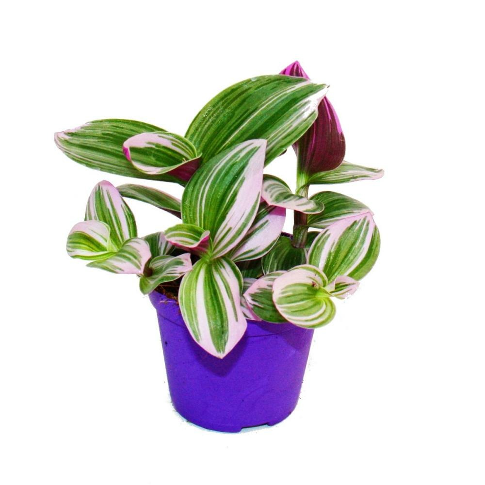 Exotenherz - fleur à trois mâts - tradescantia 