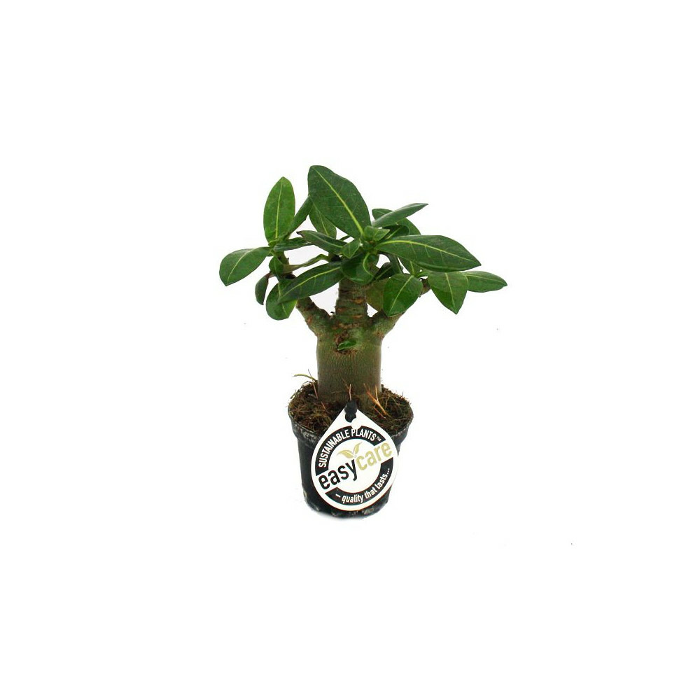 Mini rose des sables, adenium obesum, couleur surprise