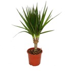 Arbre dragon - dracaena marginata - 1 plante - plante d'intérieur facile d'entretien - palmier