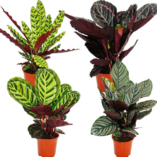 Ensemble de 4 ombres à paupières - motif feuille fantaisie - calathea - env. 50cm de haut