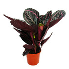 Plante d'ombre à motif de feuilles inhabituel - calathea dottie - pot de 14cm - hauteur env. 50cm