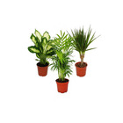 Set de 3, 1x dieffenbachia, 1x chamaedorea (palmier de montagne) 1x dracena marginata (arbre dragon), 10-12cm pot