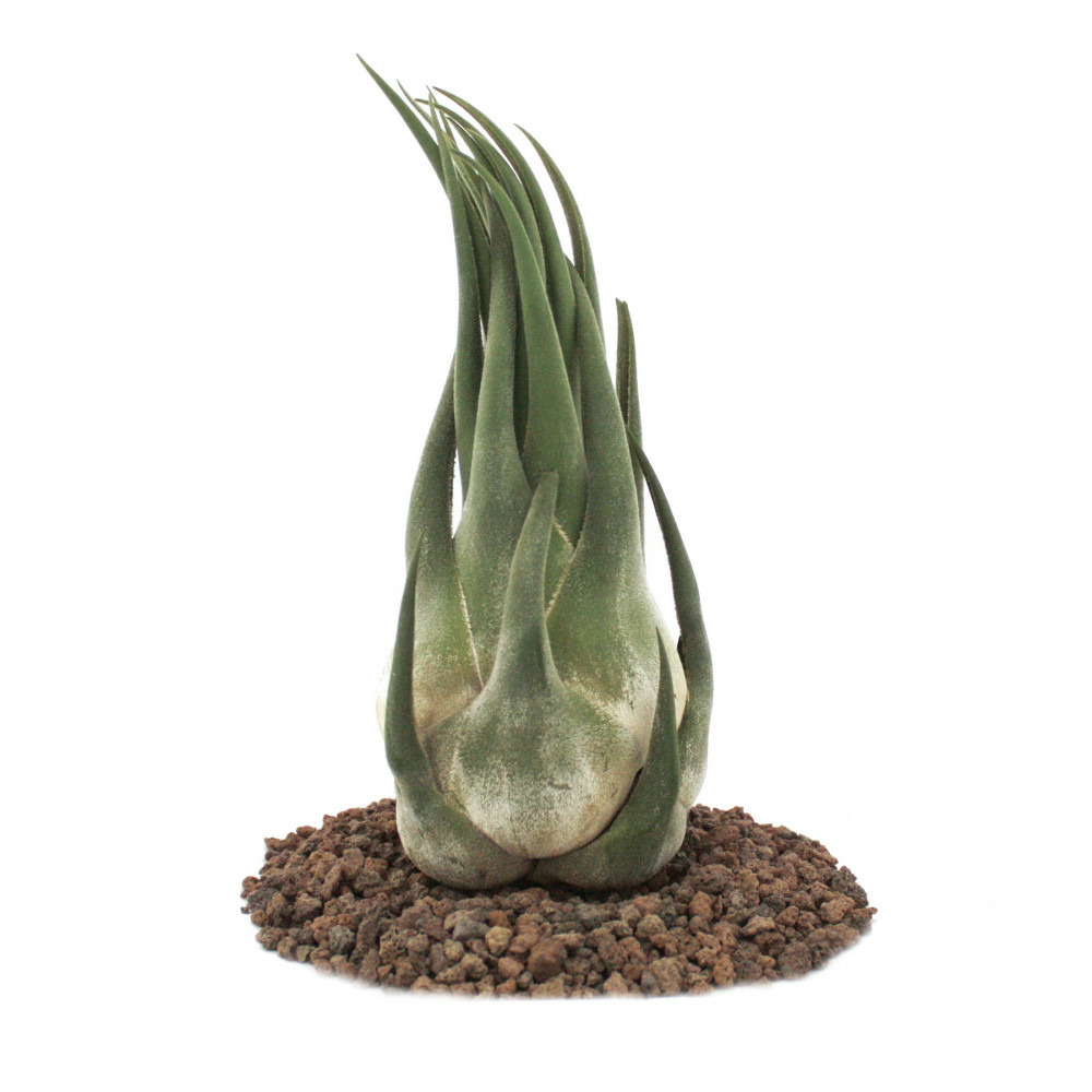 Tillandsia seleriana - plante en vrac - extra-large