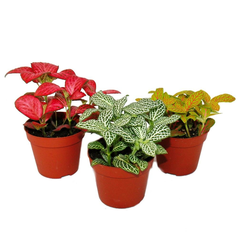 Set de 3 fittonia de couleurs diffrentes, feuille en filet argent, plante  mosaque, pot de 9cm | Truffaut