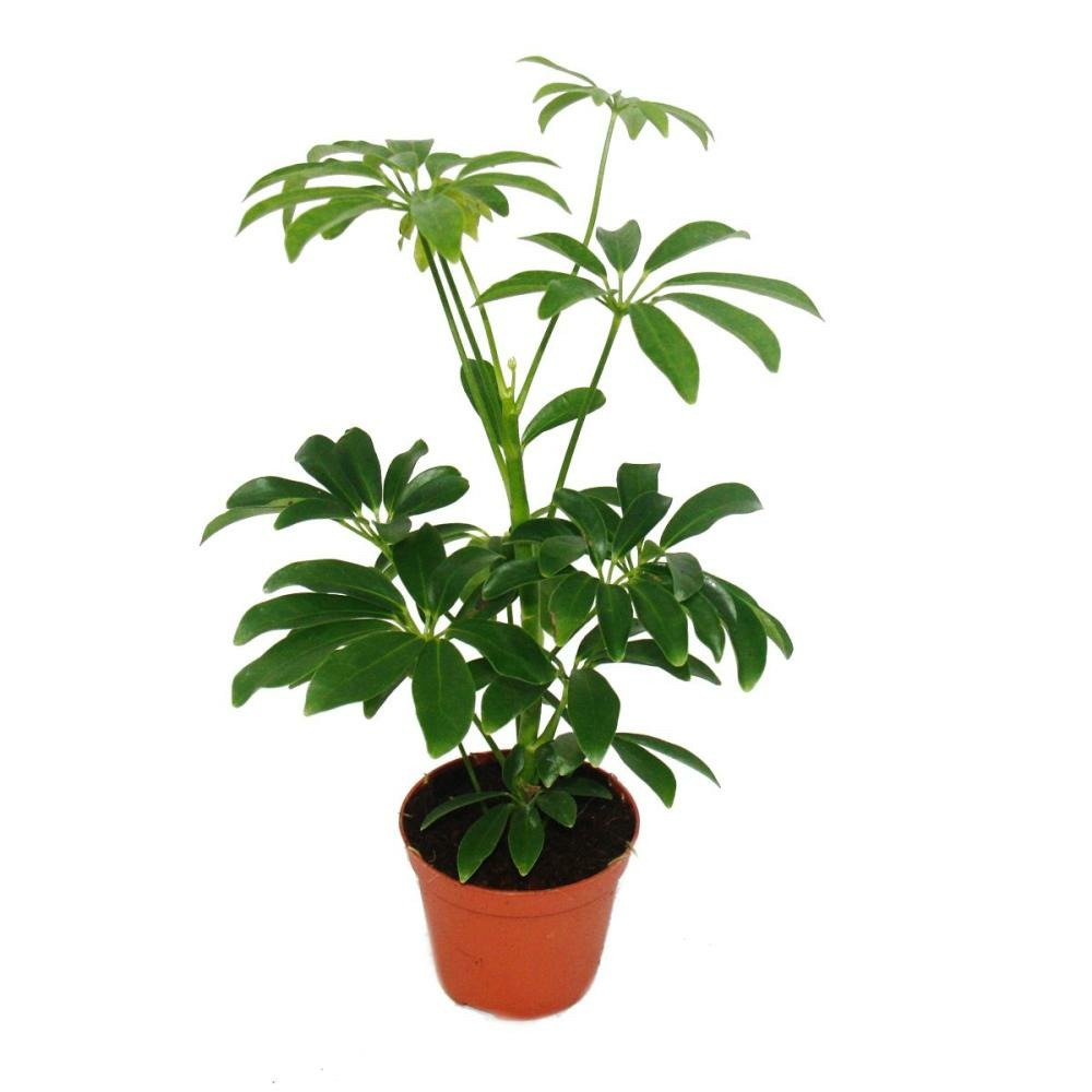 Aria de rayonnement - schefflera - pot de 9cm - plante d'intérieur - hauteur env. 25cm