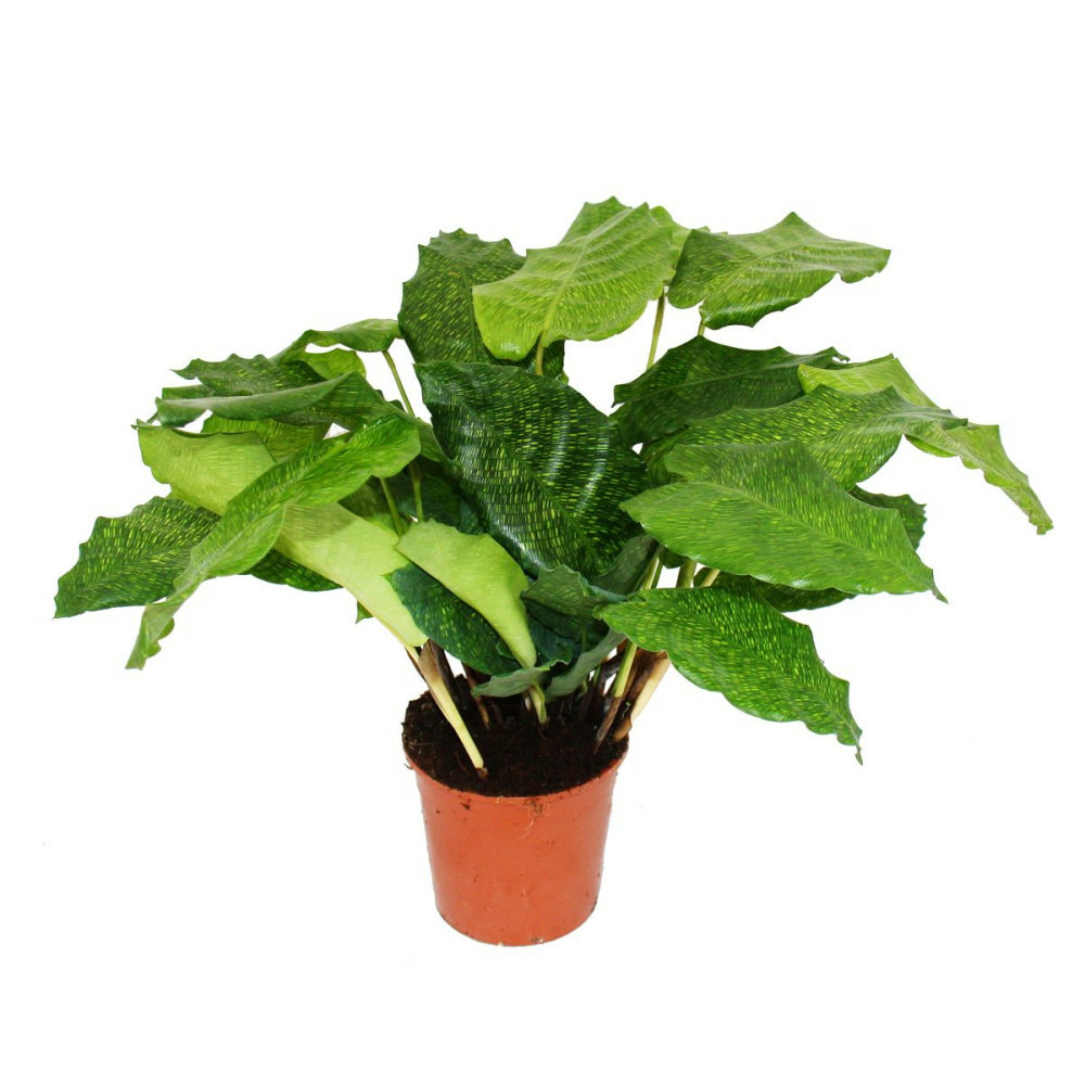 Plante d'ombre avec un motif de feuilles inhabituel - calathea musaica 