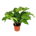 Plante d'ombre avec un motif de feuilles inhabituel - calathea musaica "network" - pot de 14 cm - hauteur 40 cm environ
