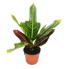 Arbuste magique - croton var - pot de 9cm - plante d'intérieur