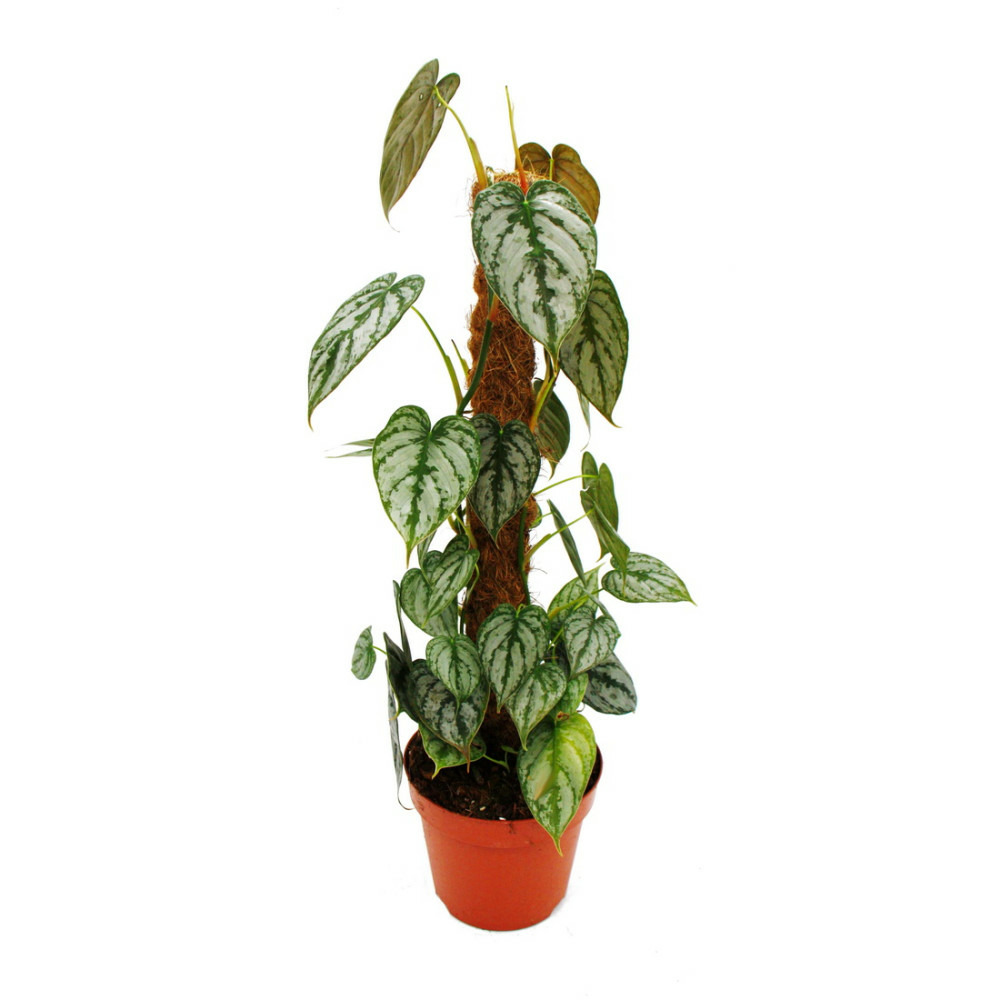 Philodendron brandtianum - feuille d'argent - ami des arbres - pot de 17cm sur bâton de mousse