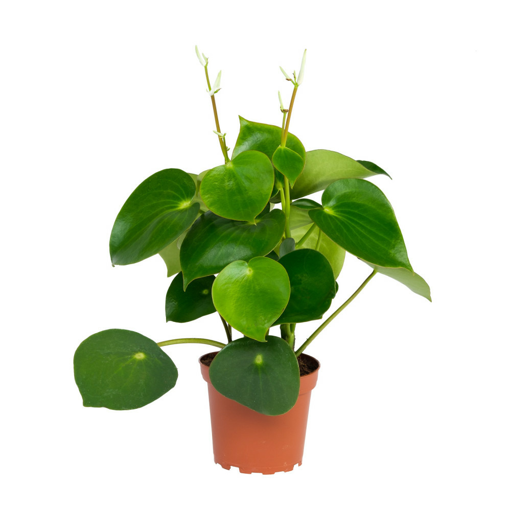 Poivre nain de peperomia 