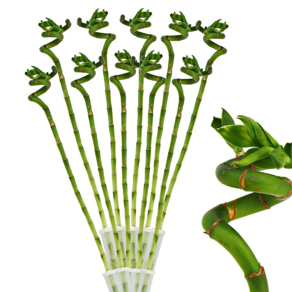 Lot de 10 bambous porte-bonheur 'lucky bamboo' - en forme de spirale - dans un tube - dracaena sanderiana - env.40 cm de haut