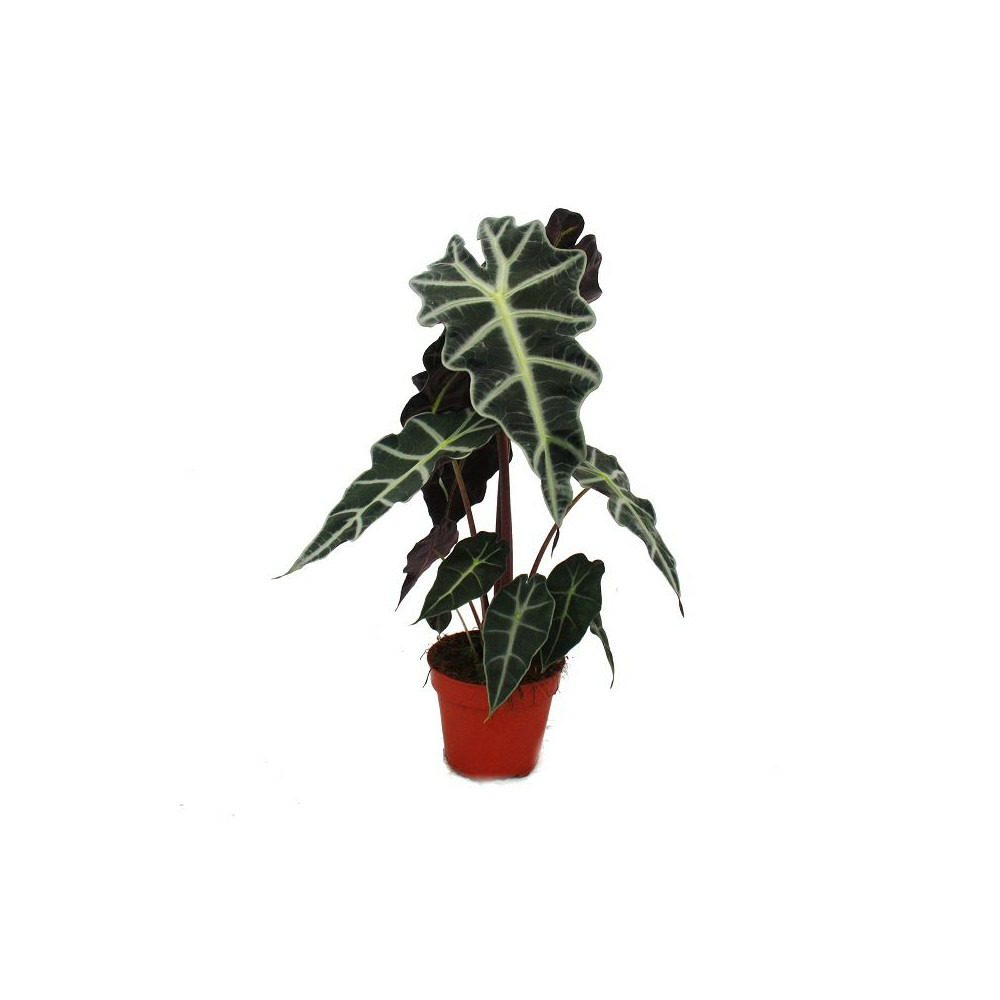 Feuille de flèche - alocasia sanderiana - racine tropicale - alokasia
