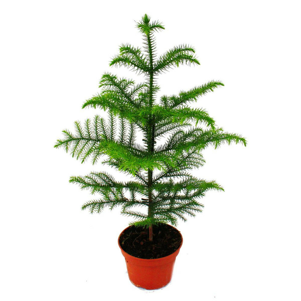 Sapin - araucaria heterophylla - pot de 15cm - hauteur env. 40-50cm