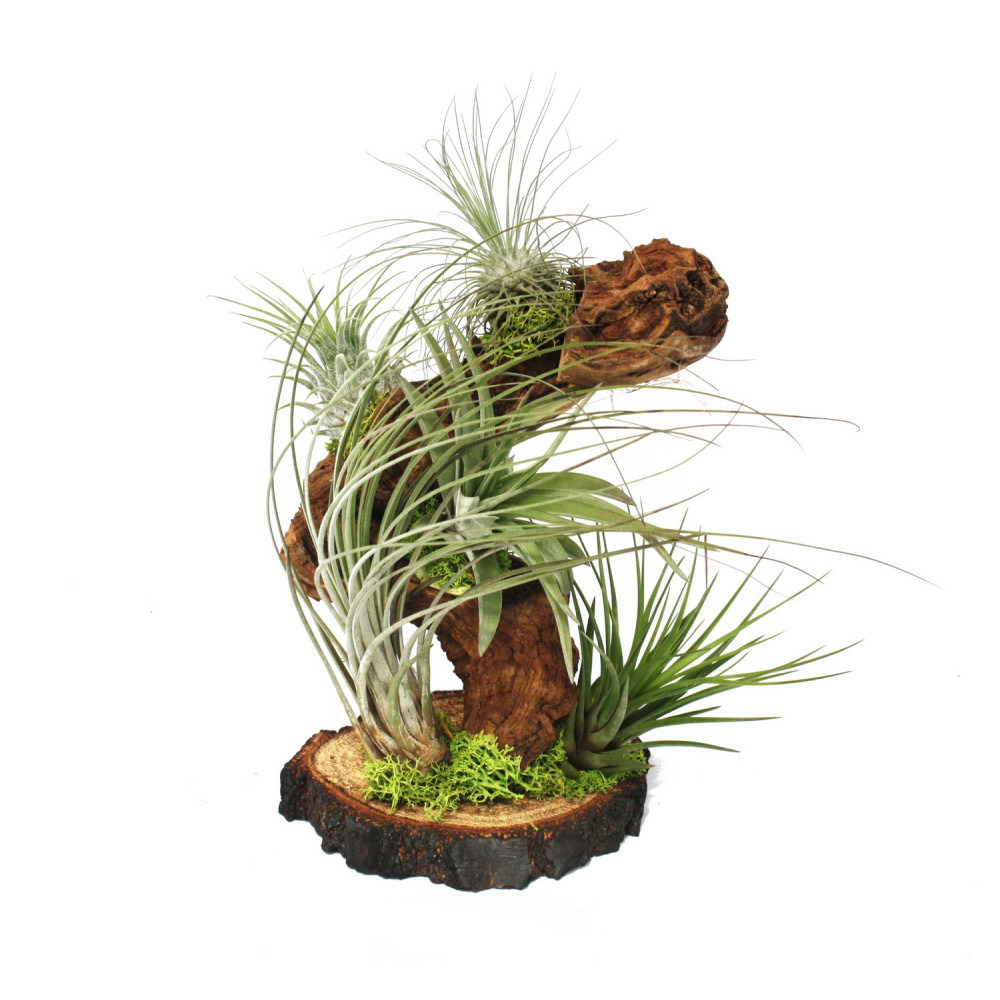 Tillandsias sur racine d'arbre - grande - 5 plantes