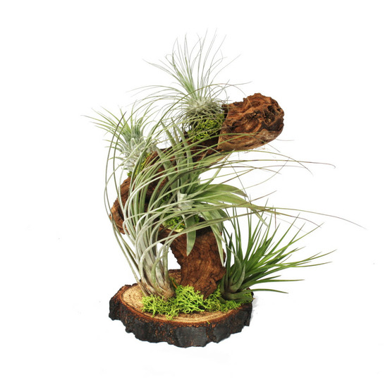 Tillandsias sur racine d'arbre - grande - 5 plantes